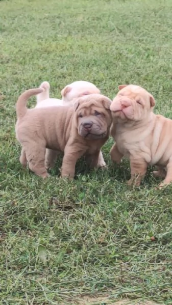 cuccioli di sharpei con pedigree | Foto 0