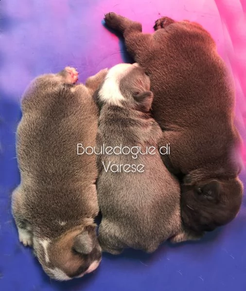bouledogue bulldog francese esotico blue  | Foto 4