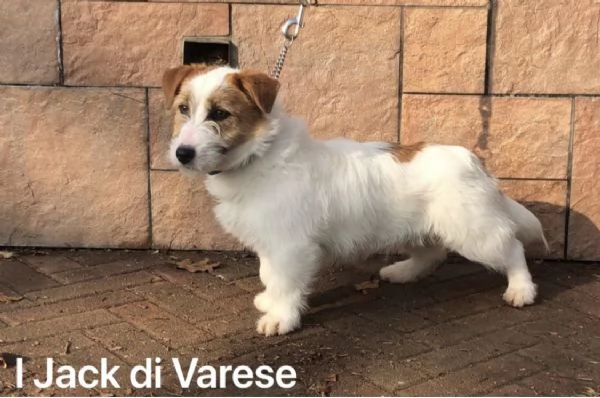 Jack Russell cuccioli  | Foto 5