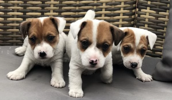 Jack Russell cuccioli 