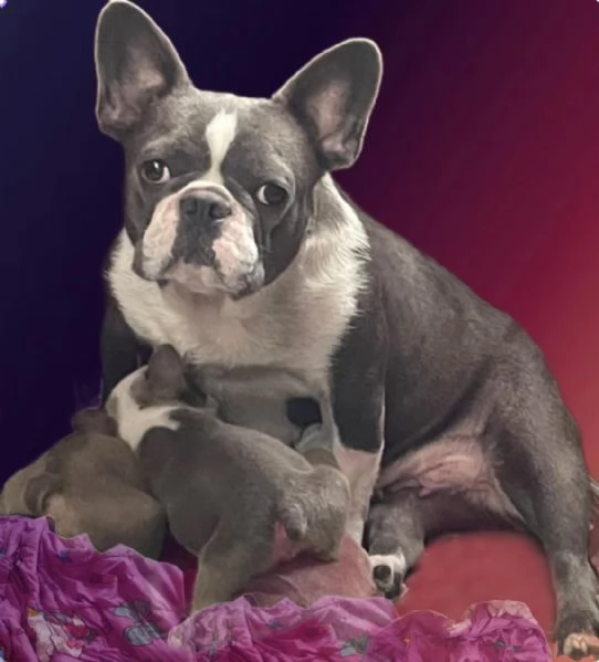 Bulldog francese Blue simil