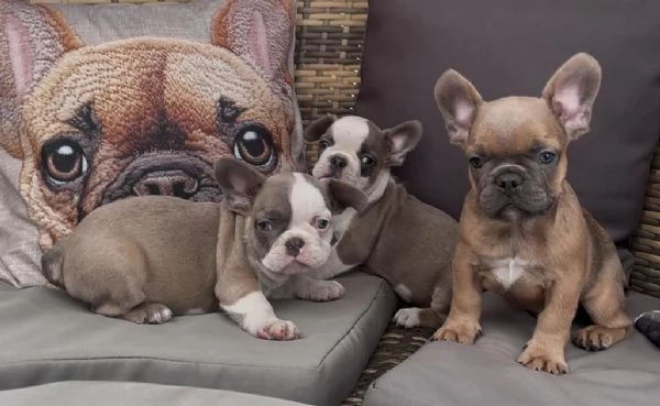Bulldog francese Blue simil | Foto 3