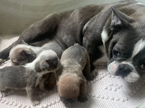 Bulldog francese Blue simil | Foto 2