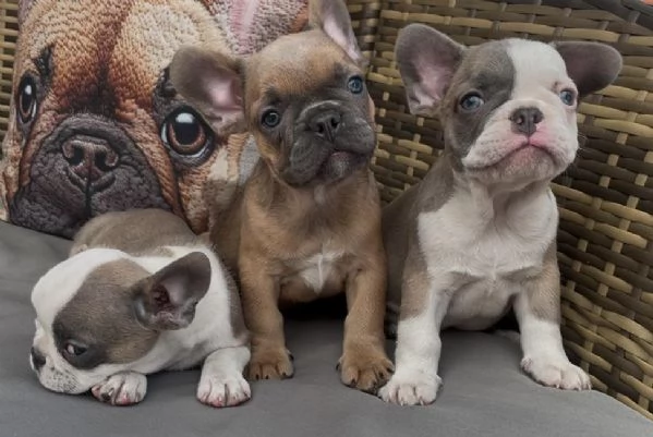 Bulldog francese Blue simil | Foto 1