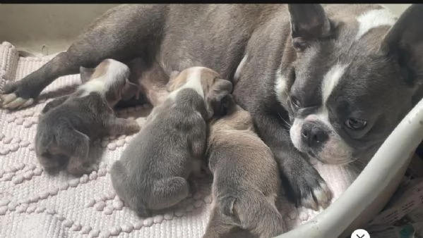 Bulldog francese Blue simil | Foto 0