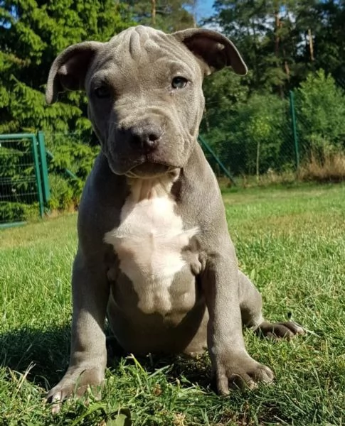 staffordshire bull terrier alta genealogia