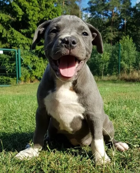 staffordshire bull terrier alta genealogia | Foto 2