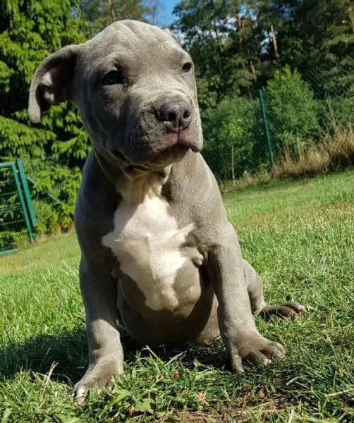 staffordshire bull terrier alta genealogia | Foto 0