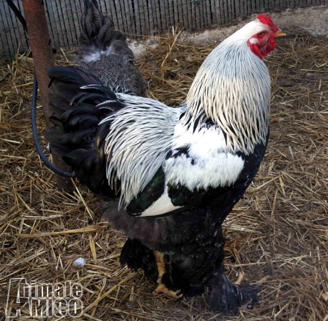 Vendita Animali Da Cortile Friuli Venezia Giulia