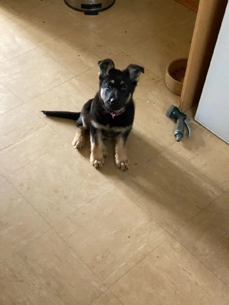 disponiamo di cuccioli di pastore tedesco | Foto 2
