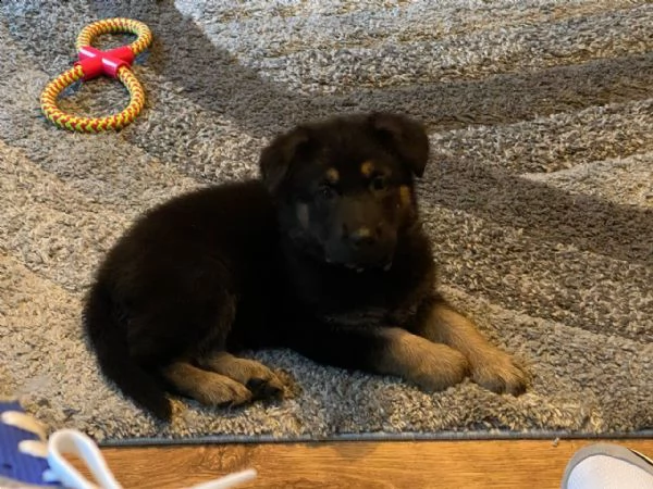 disponiamo di cuccioli di pastore tedesco | Foto 0