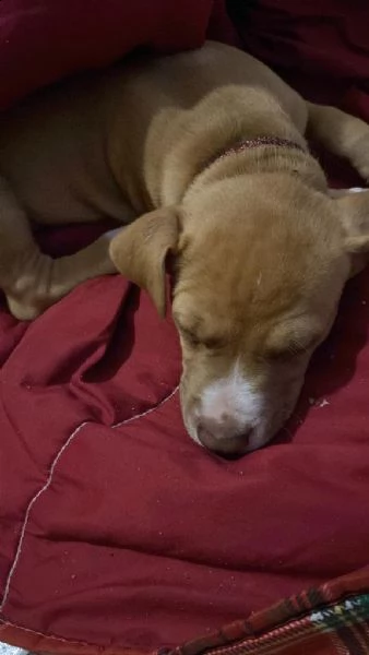 cucciolo di 2 mesi e mezzo bicolore giocherellone con cuccia e tutto il suo occorrente | Foto 6