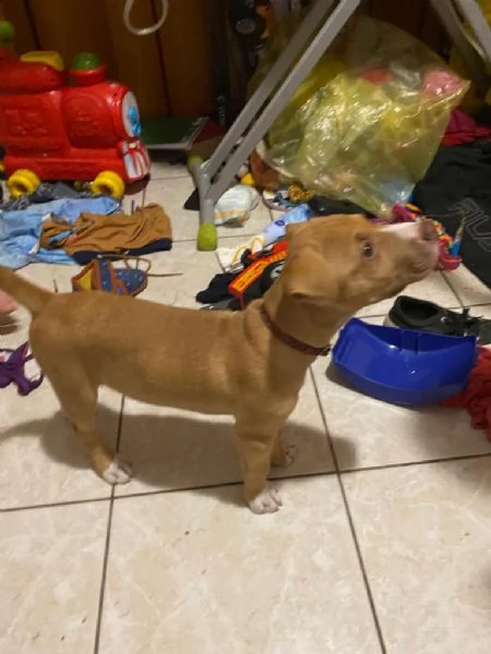 cucciolo di 2 mesi e mezzo bicolore giocherellone con cuccia e tutto il suo occorrente | Foto 2