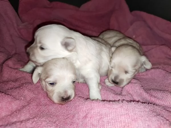 Cuccioli maltipoo