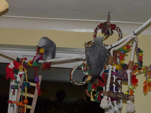pappagalli africani coppie e singole disponibili