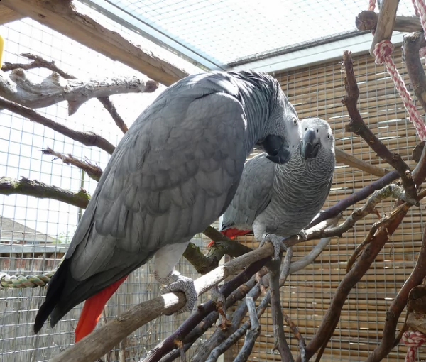 pappagalli africani coppie e singole disponibili | Foto 1