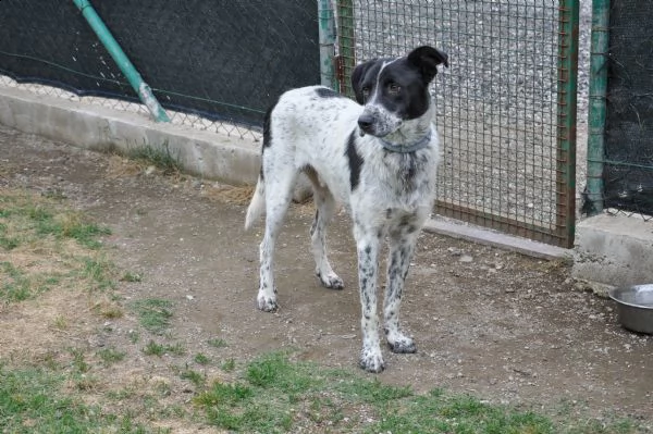 toto, 1 anno, taglia media, cane maschio
