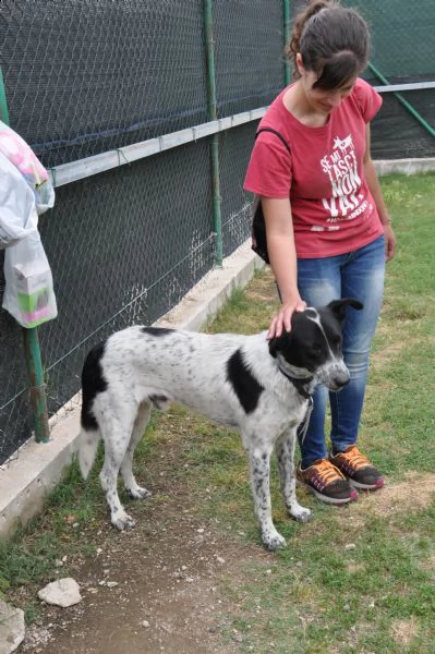 toto, 1 anno, taglia media, cane maschio | Foto 6
