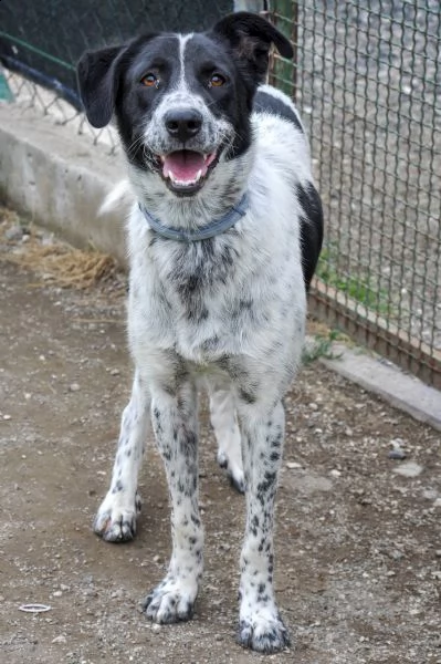 toto, 1 anno, taglia media, cane maschio | Foto 5