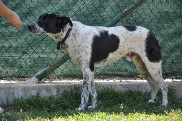 toto, 1 anno, taglia media, cane maschio | Foto 4