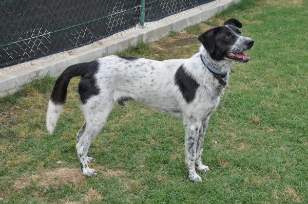 toto, 1 anno, taglia media, cane maschio | Foto 3