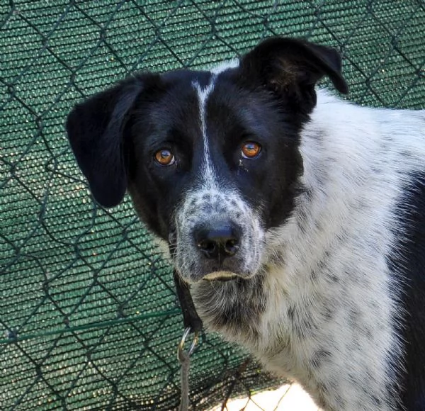 toto, 1 anno, taglia media, cane maschio | Foto 2