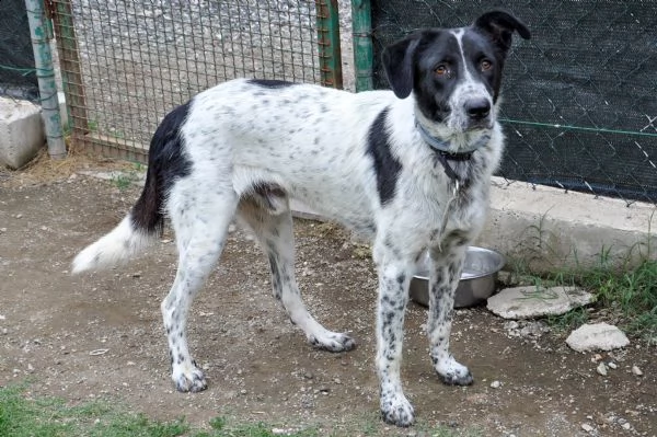 toto, 1 anno, taglia media, cane maschio | Foto 1