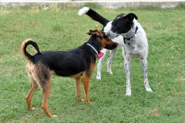 toto, 1 anno, taglia media, cane maschio | Foto 0