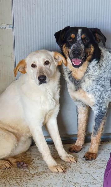 mila 1 anno taglia media cane femmina