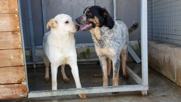 mila 1 anno taglia media cane femmina | Foto 1