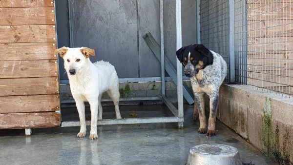 mila 1 anno taglia media cane femmina | Foto 0