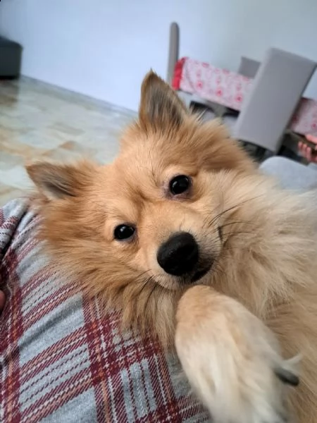 sasy, 2 anni, taglia piccola, maschio | Foto 5