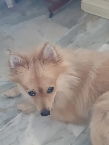 sasy, 2 anni, taglia piccola, maschio | Foto 4