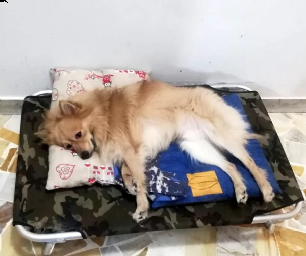 sasy, 2 anni, taglia piccola, maschio | Foto 3