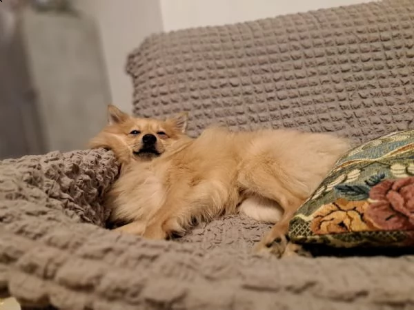 sasy, 2 anni, taglia piccola, maschio | Foto 2