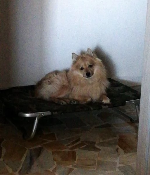 sasy, 2 anni, taglia piccola, maschio | Foto 1