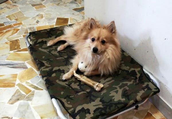 sasy, 2 anni, taglia piccola, maschio