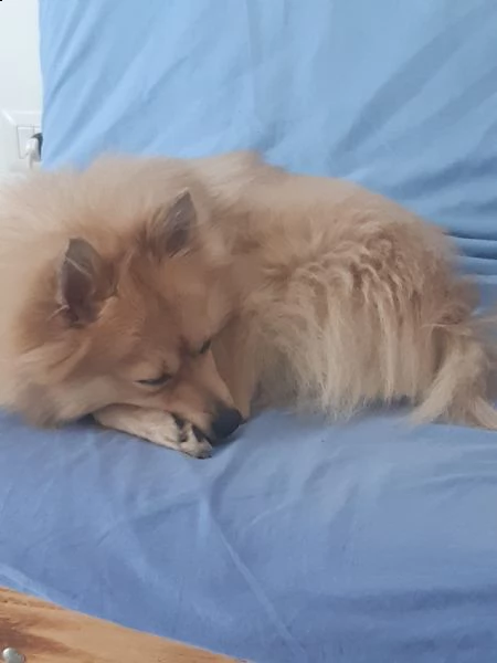 sasy, 2 anni, taglia piccola, maschio | Foto 0