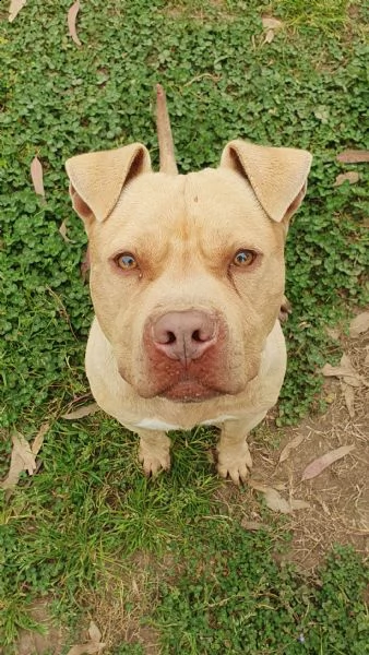 omar buonissimo pitbull 5 anni maschio | Foto 2