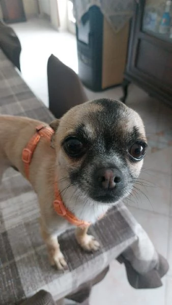 Chucky 4 anni chihuahua maschio taglia piccola | Foto 4