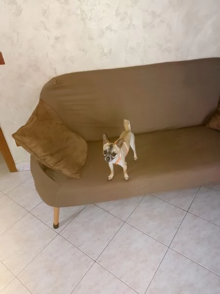 Chucky 4 anni chihuahua maschio taglia piccola | Foto 3