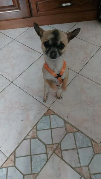 Chucky 4 anni chihuahua maschio taglia piccola | Foto 1