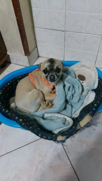 Chucky 4 anni chihuahua maschio taglia piccola | Foto 0