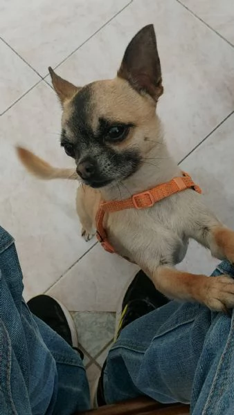 Chucky 4 anni chihuahua maschio taglia piccola