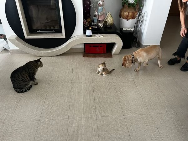 Mil 3 mesi cucciolo gatto femmina | Foto 6
