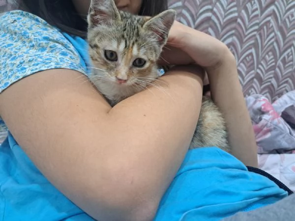 Mil 3 mesi cucciolo gatto femmina | Foto 5