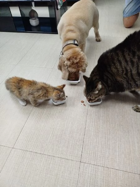 Mil 3 mesi cucciolo gatto femmina | Foto 4