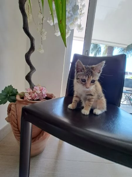 Mil 3 mesi cucciolo gatto femmina | Foto 3