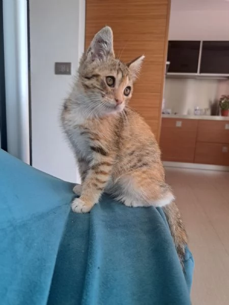 Mil 3 mesi cucciolo gatto femmina