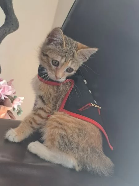 Mil 3 mesi cucciolo gatto femmina | Foto 2